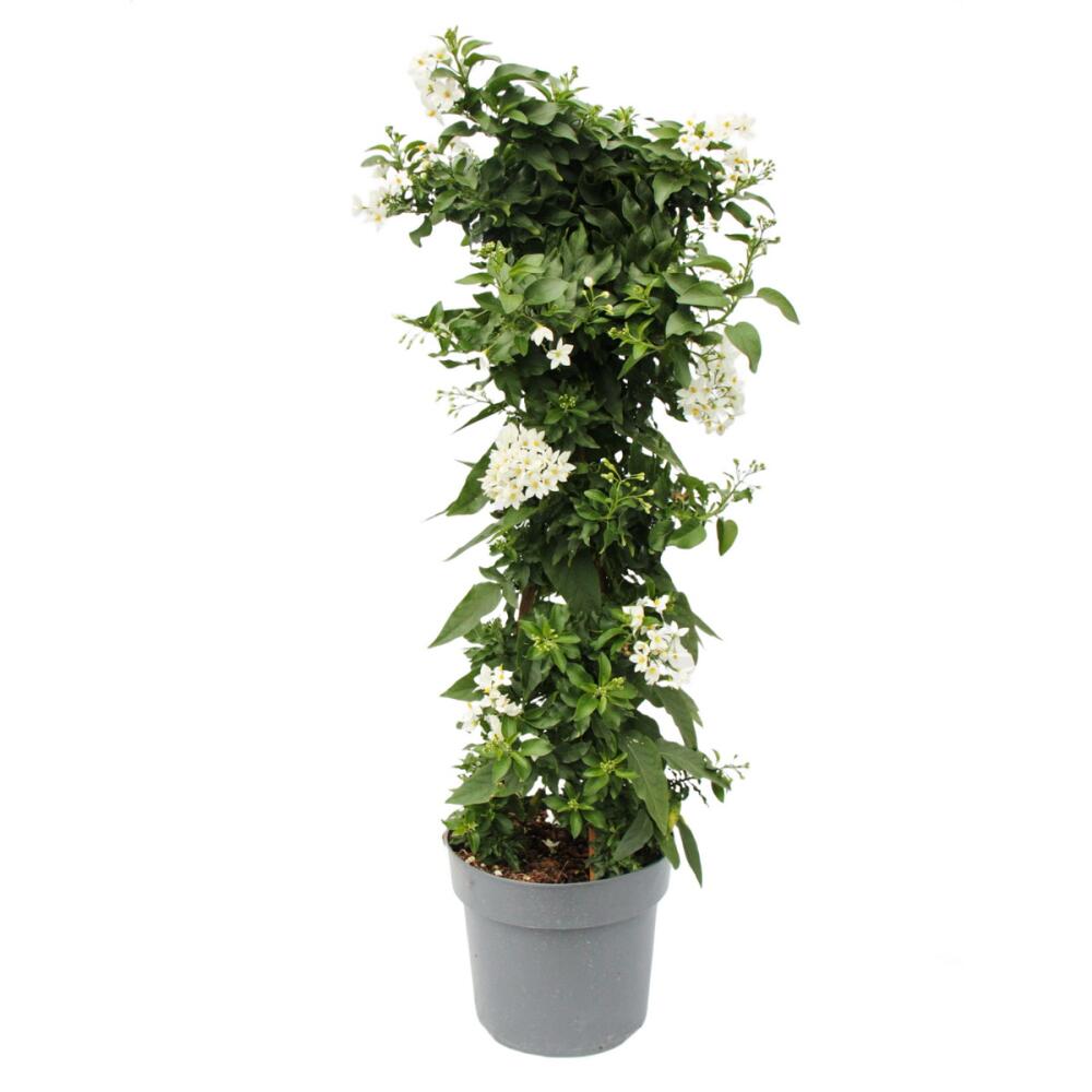 Original-Shopaufnahme: Solanum jasminoides - Sommerjasmin - 19cm Topf - ca. 75cm - weiß