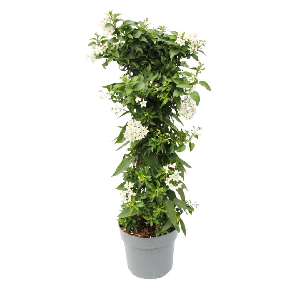 Original-Shopaufnahme: Solanum jasminoides - Sommerjasmin - 19cm Topf - ca. 75cm - weiß