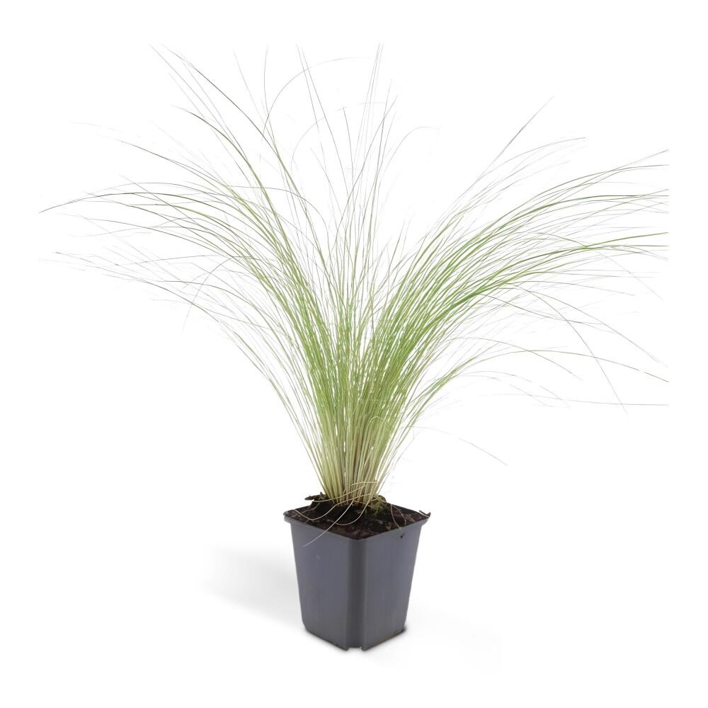 Mexikanisches Federgras Ponytails als junge, blütenlose Pflanze im schwarzen 9-cm-Kulturtopf auf sauberem Original-Shopfoto