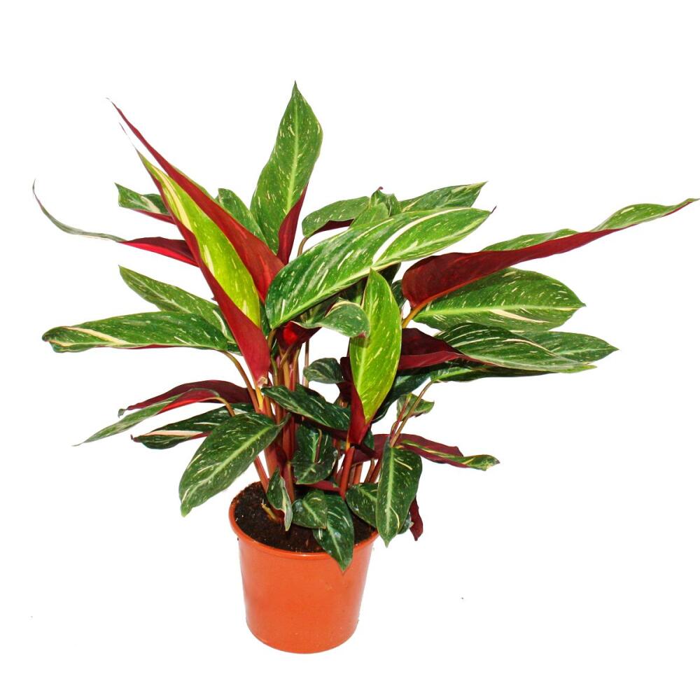 Unveränderte Original-Shopaufnahme: Schattenpflanze mit ausgefallenem Blattmuster - Calathea "Magicstar" - 17cm Topf - ca. 60cm hoch