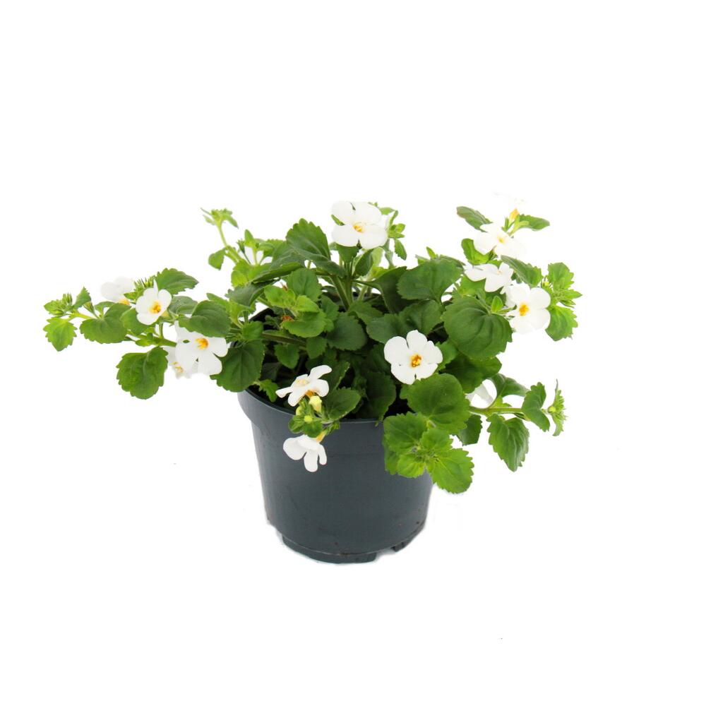 Original-Shopaufnahme: Schneeflockenblume - weiss - Sutera diffusa - 11cm - Set mit 3 Pflanzen