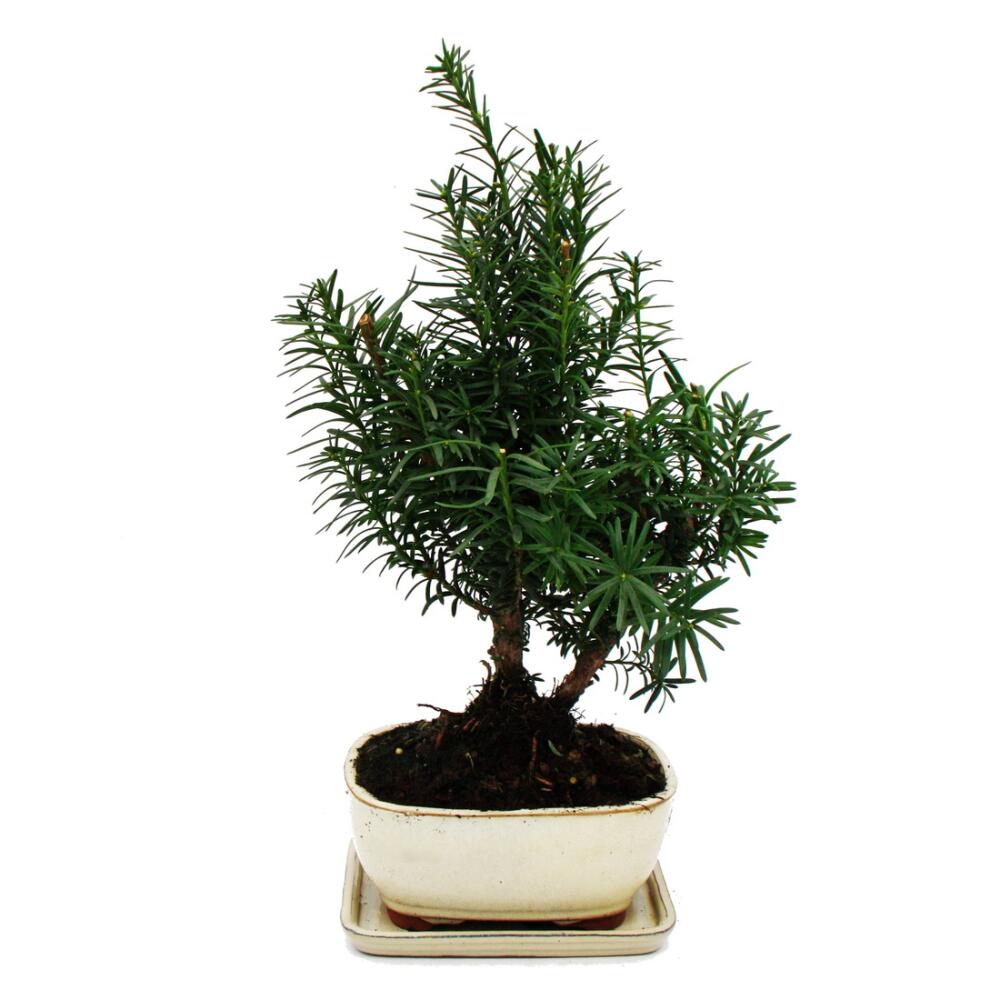 Original-Shopaufnahme: Bonsai - Taxus media - Becher-Eibe - ca. 9 Jahre alt
