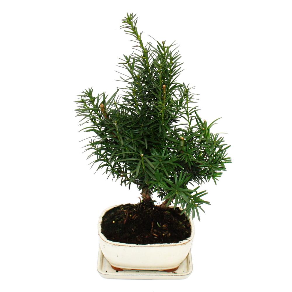 Original-Shopaufnahme: Bonsai - Taxus media - Becher-Eibe - ca. 9 Jahre alt
