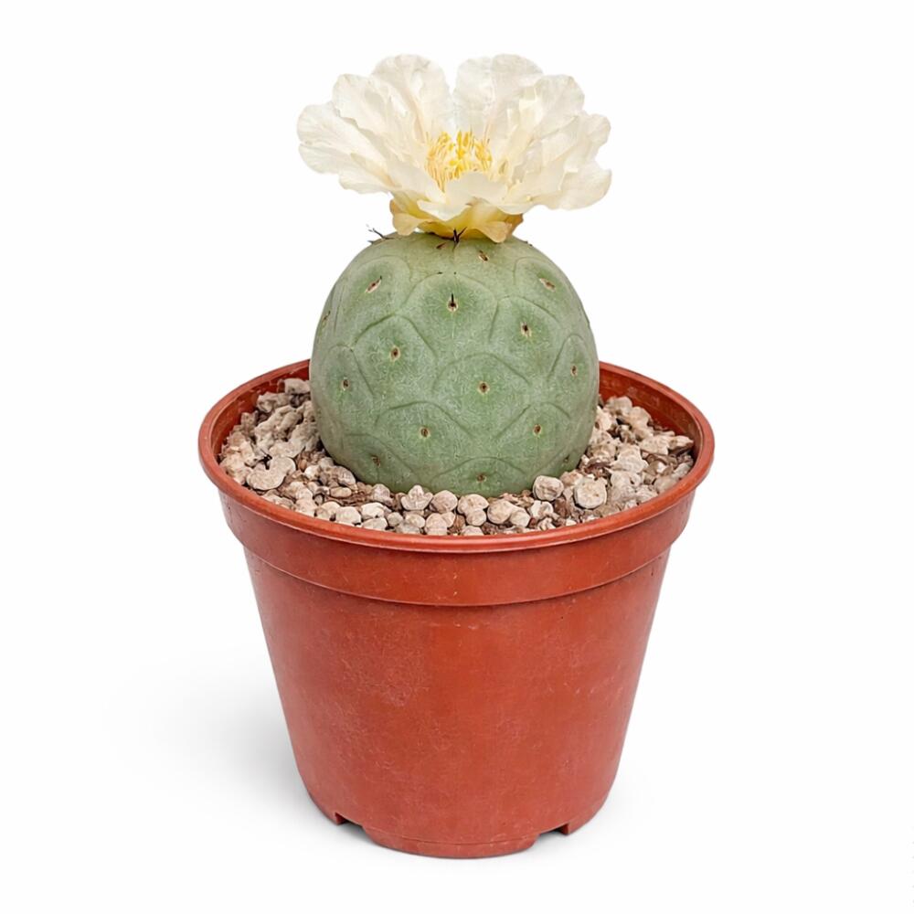 Unveränderte Original-Shopansicht: Tephrocactus geometricus