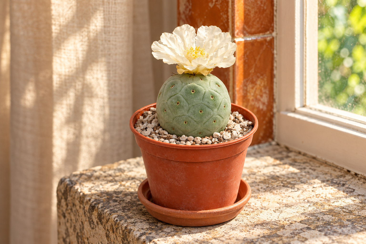 Tephrocactus geometricus in einer hellen KI-gestalteten Szene nach dem Original-Shopbild