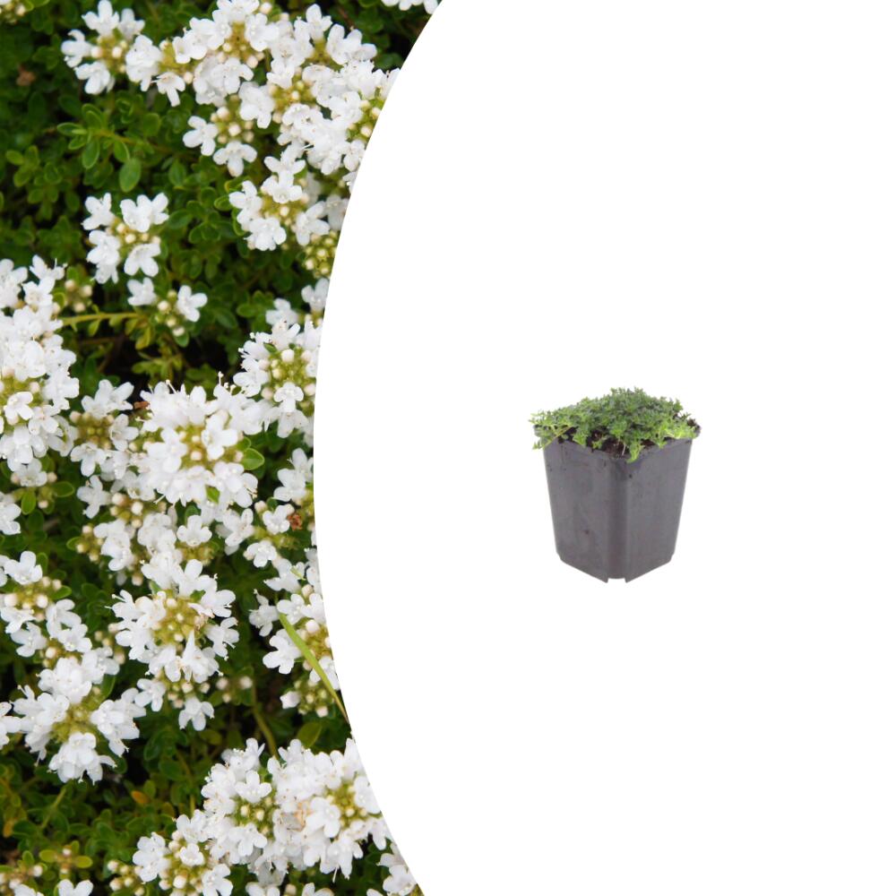 Frühblühender Thymian – Original-Shopansicht 1