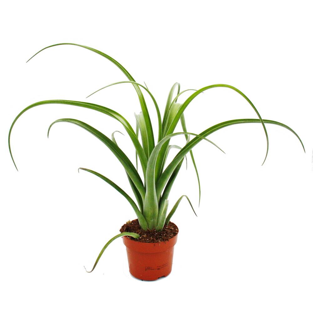 Original-Shopaufnahme: Tillandsia Curly Slim - ausgefallene Luftnelke im 12cm Topf - Bromelie