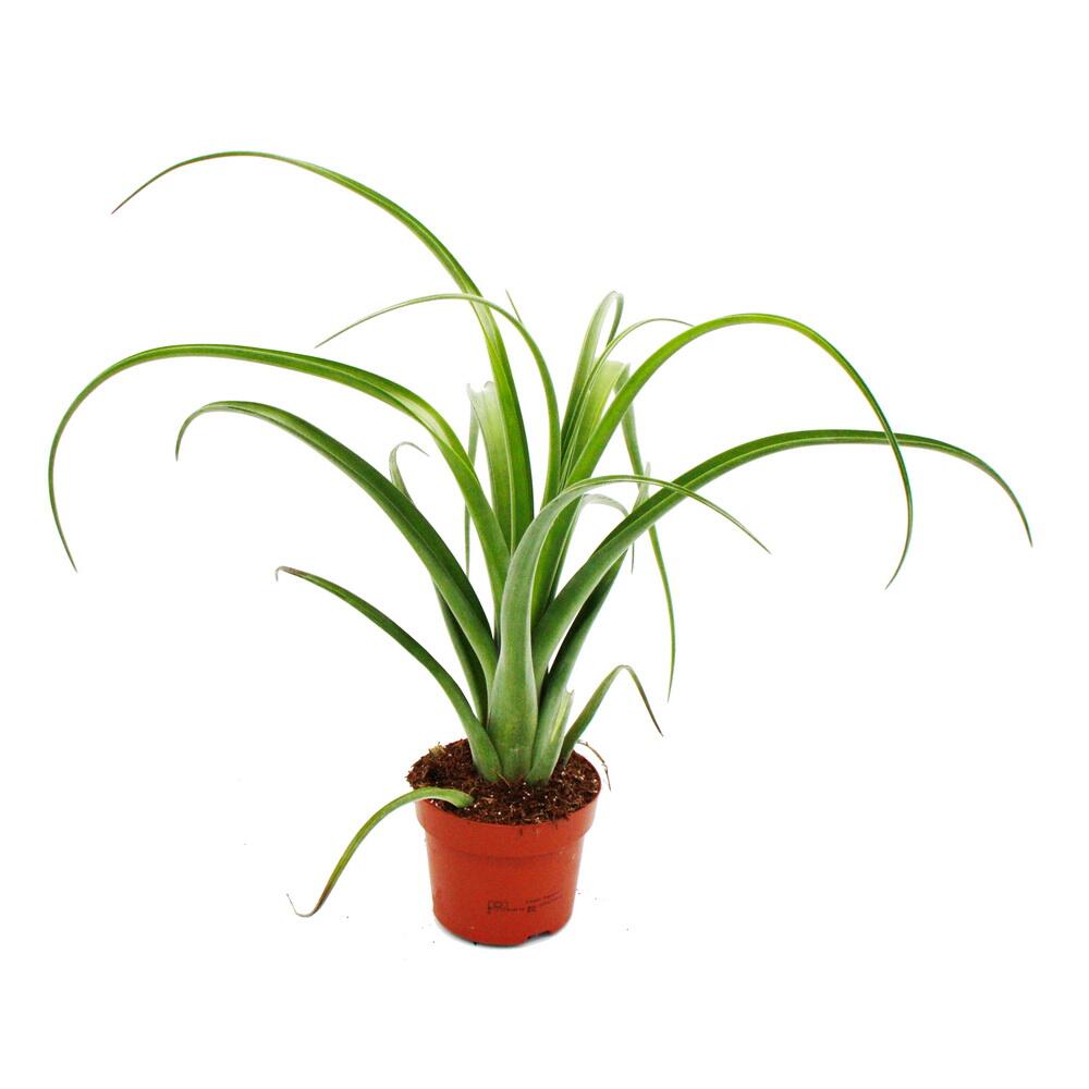 Original-Shopaufnahme: Tillandsia Curly Slim - ausgefallene Luftnelke im 12cm Topf - Bromelie