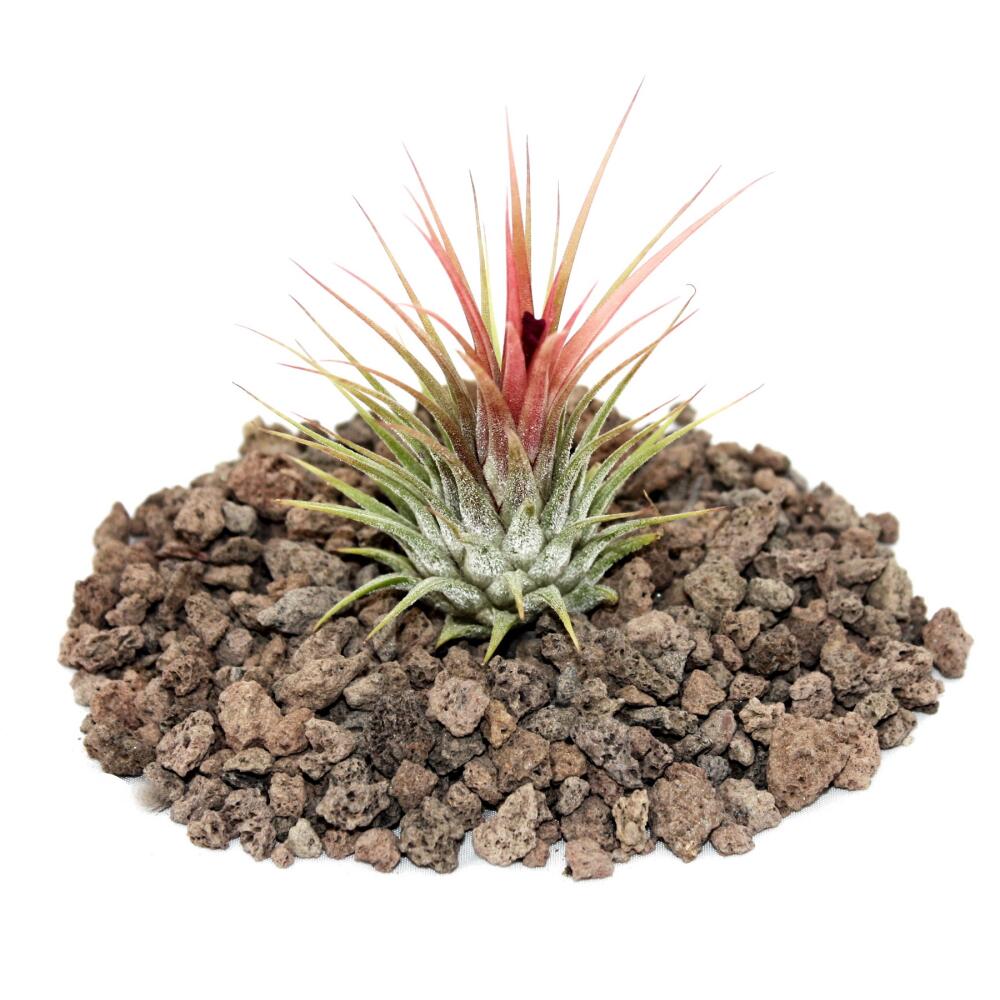 Original-Shopansicht von Tillandsia ionantha