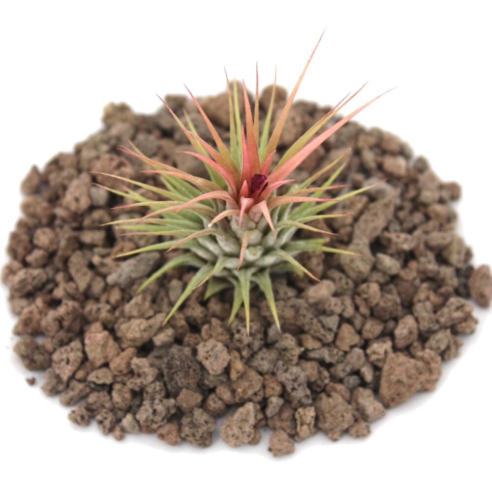 Original-Shopansicht von Tillandsia ionantha mit Blattdetails