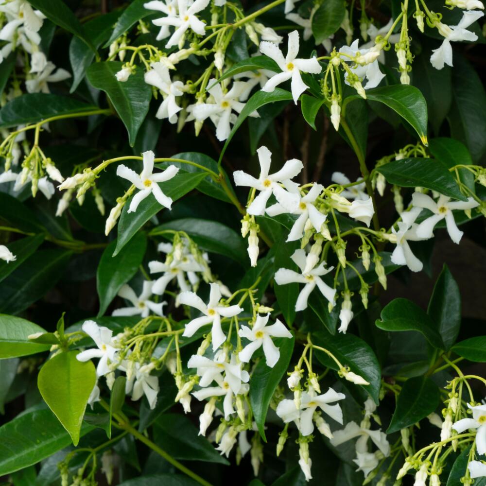 Weiße Sternjasminblüten vor glänzendem grünem Laub