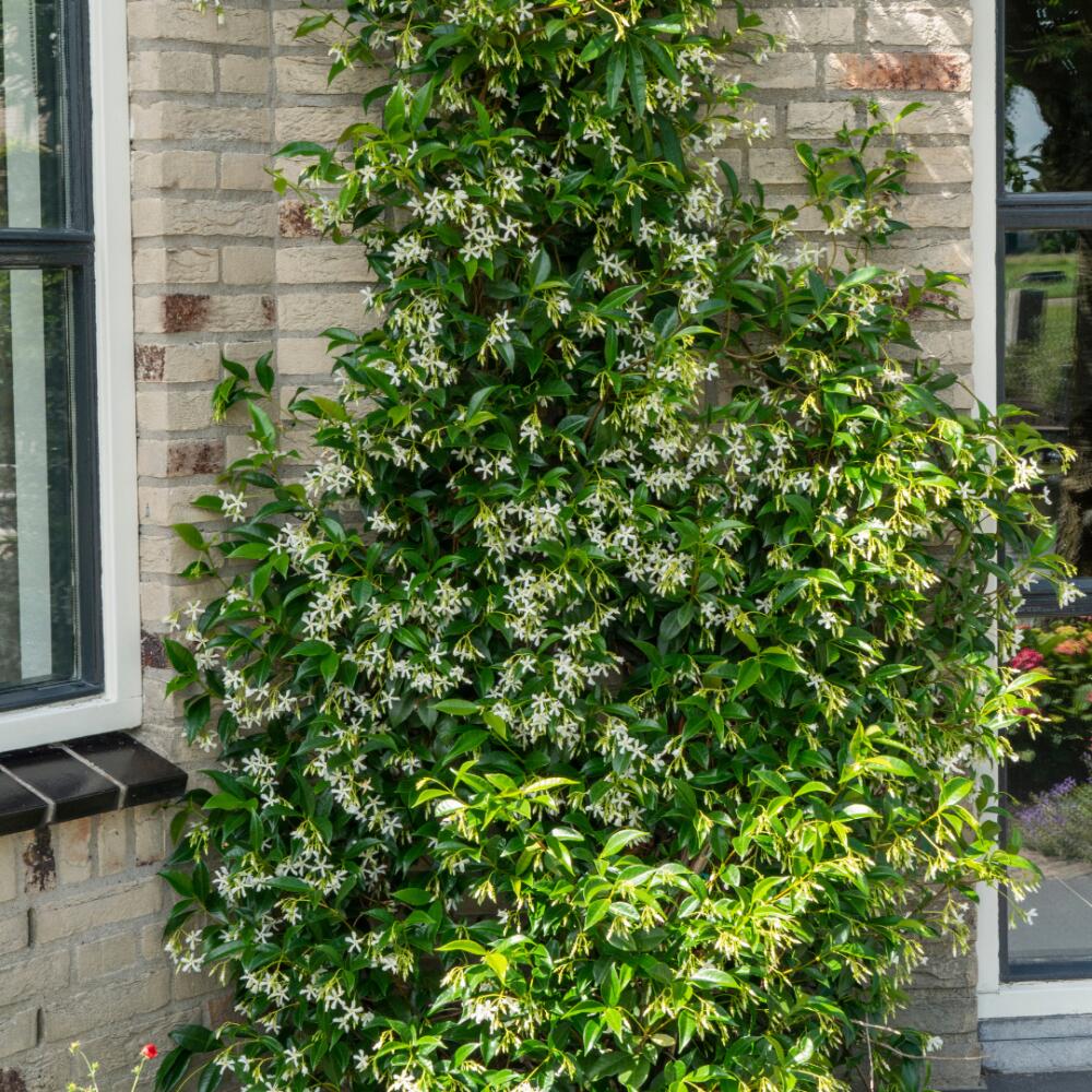 Spätere größere Sternjasminentwicklung an einer Gartenwand