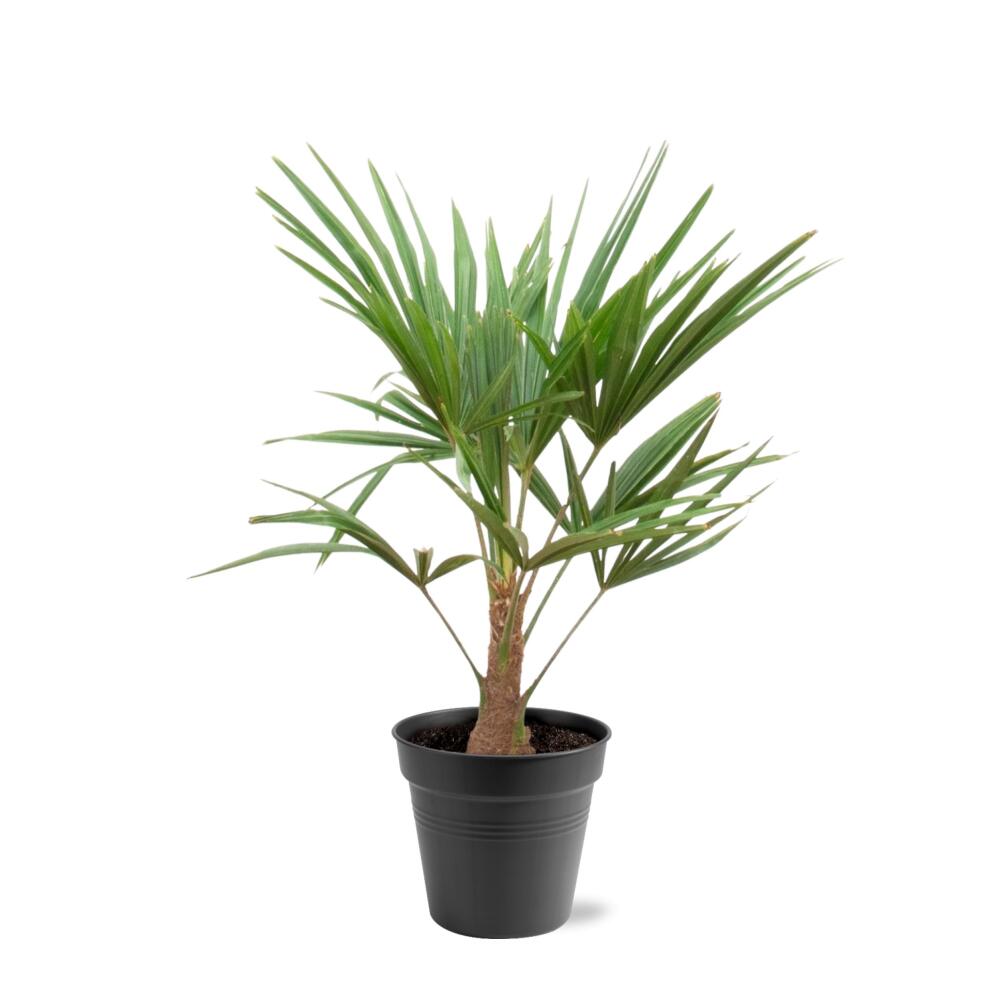 Chinesische Hanfpalme in unveränderter Original-Shopansicht