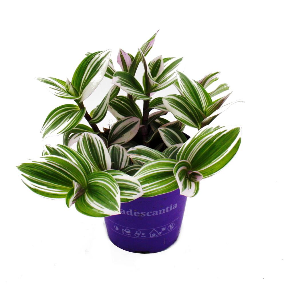 Original-Shopaufnahme: Dreimasterblume - Tradescantia "White" - pflegeleichte hängende Zimmerpflanze - 12m Topf - weiss