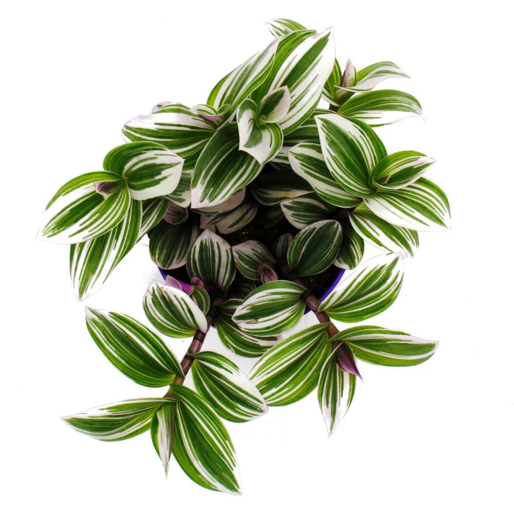 Original-Shopaufnahme: Dreimasterblume - Tradescantia "White" - pflegeleichte hängende Zimmerpflanze - 12m Topf - weiss