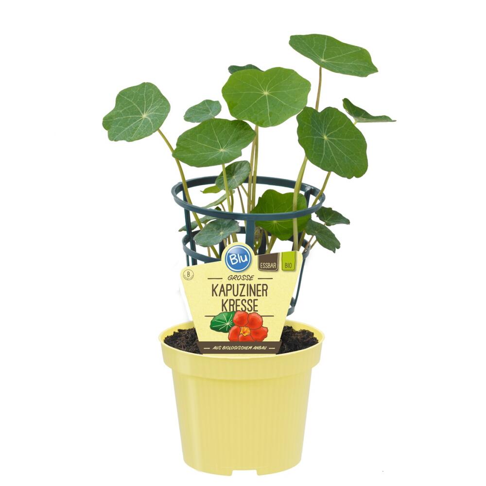 Original-Shopaufnahme: Kapuzinerkresse in BIO-Qualität - Tropaeolum majus - Kräuterpflanze im 12cm Topf