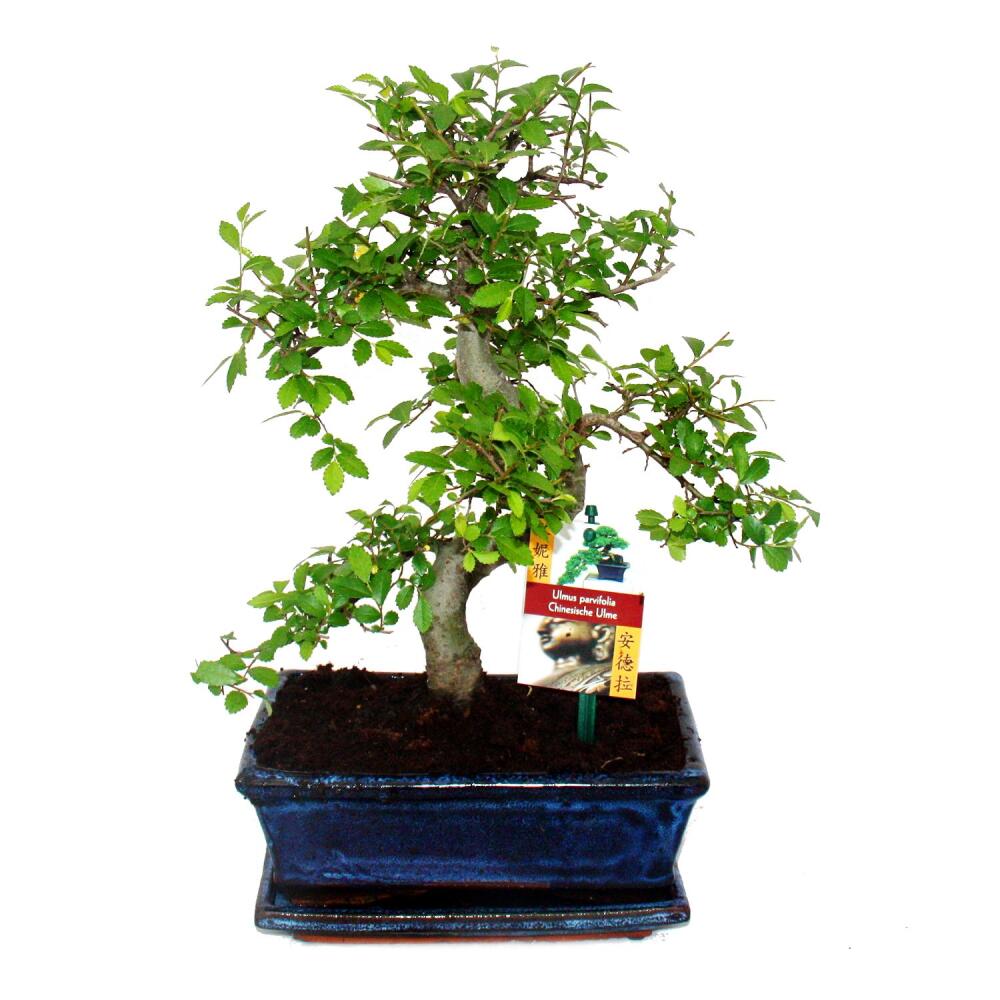 Chinesische Ulme als Bonsai – Original-Shopansicht 1