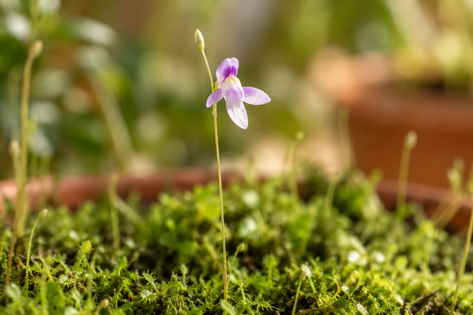 Vergrößerte KI-Detailansicht von Utricularia blanchetii · im Shop Utricularia blanchettii
