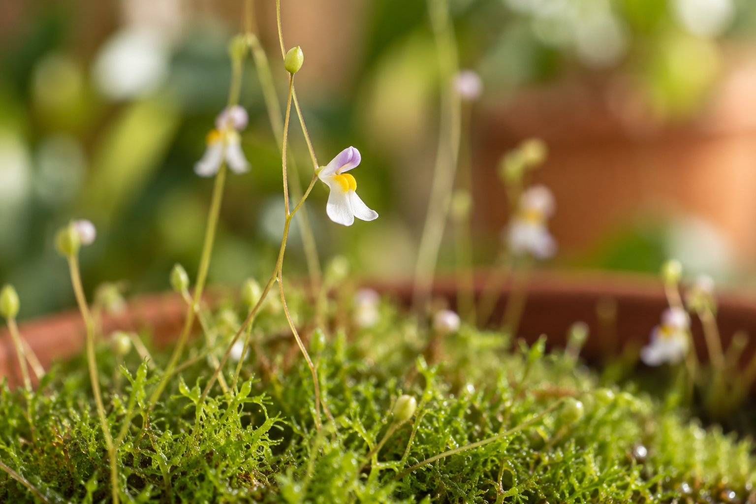 Vergrößerte KI-Detailansicht von Utricularia parthenopipes