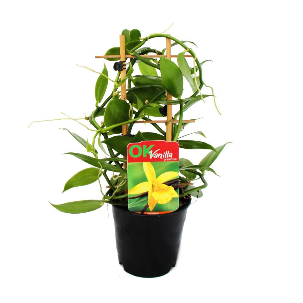 Echte Vanille – Original-Shopansicht 1