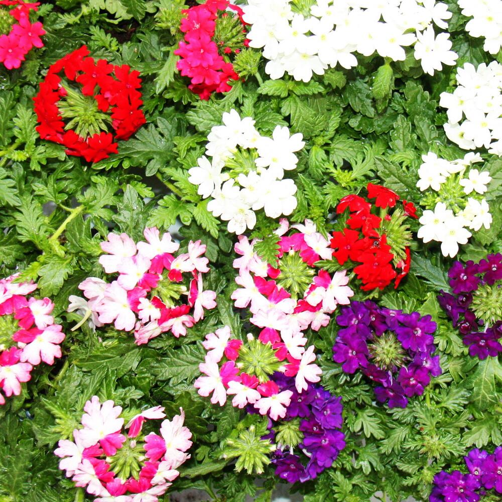 Original-Shopaufnahme: Eisenkraut hängend - Verbena - verschiedene Farben - 12cm Topf - Set mit 3 Pflanzen