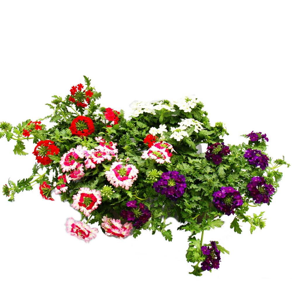 Original-Shopaufnahme: Eisenkraut hängend - Verbena - verschiedene Farben - 12cm Topf - Set mit 3 Pflanzen