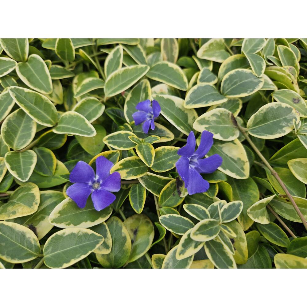 Unveränderte Original-Shopaufnahme: Bodendecker - Kleinblättriges Gelbbuntes Immergrün - Vinca minor 'Aureovariegata' - 9cm Topf