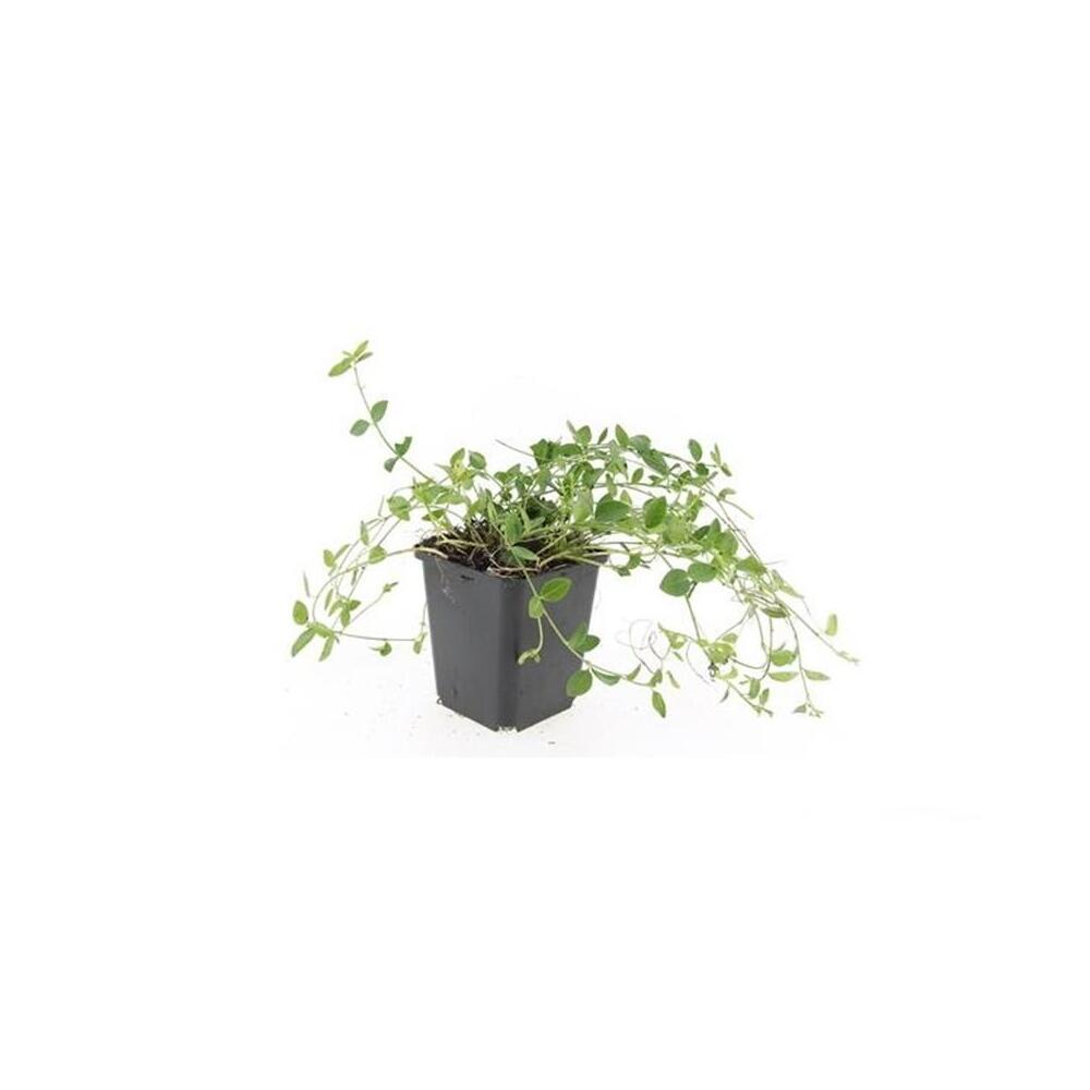 Unveränderte Original-Shopaufnahme einer jungen Pflanze: Vinca minor 'Gertrude Jekyll'