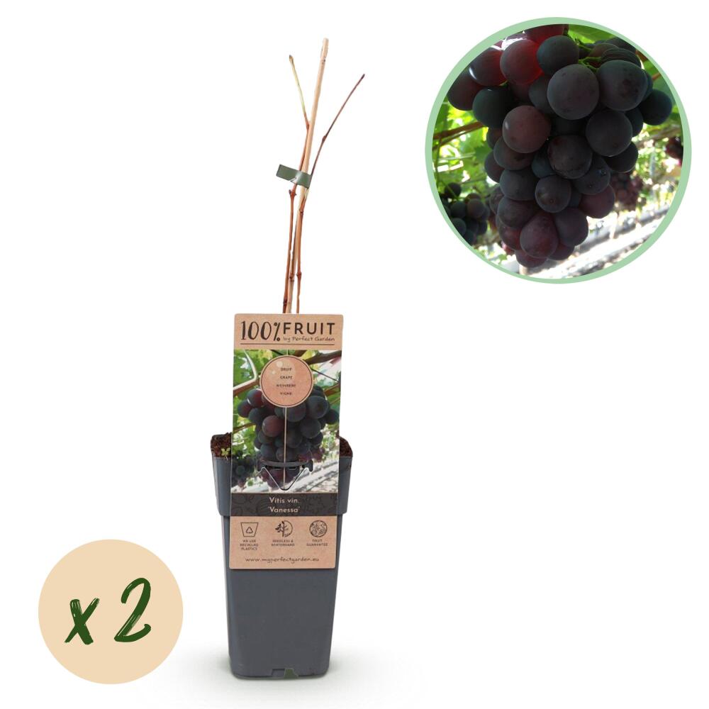 Original-Shopaufnahme: Vitis vinifera "Vanessa" - Kernlose Lila Weintraube - 15cm Topf - ca. 50cm hoch - 2er Set