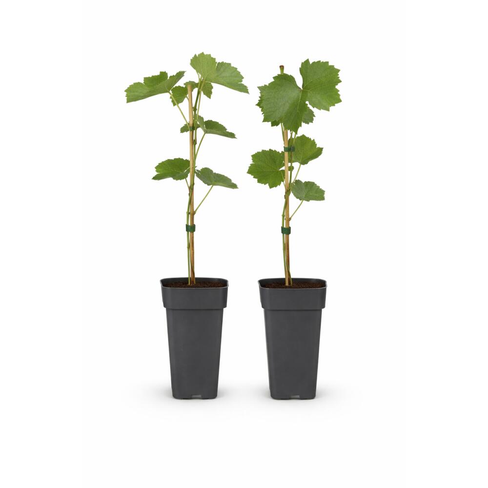 Original-Shopaufnahme: Vitis vinifera "Vanessa" - Kernlose Lila Weintraube - 15cm Topf - ca. 50cm hoch - 2er Set