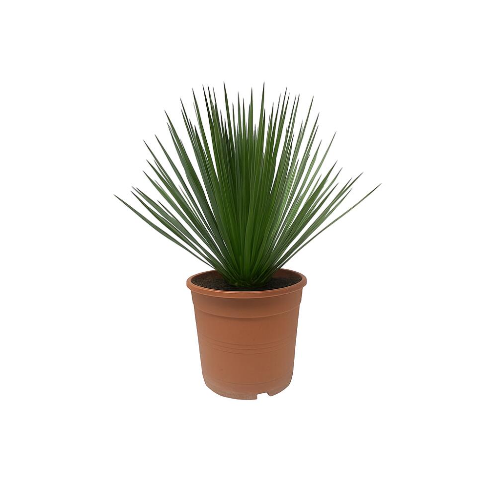 Palmlilie Yucca rostrata in unveränderter Original-Shopansicht
